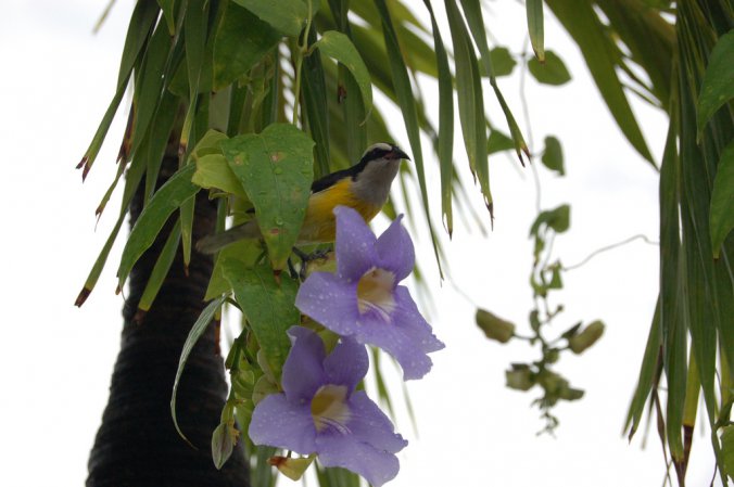Photo (7): Bananaquit