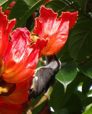 Photo (24): Bananaquit