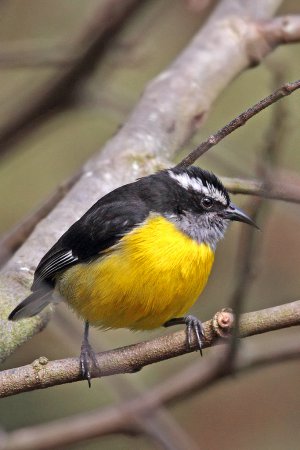 Photo (4): Bananaquit
