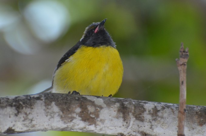 Photo (10): Bananaquit