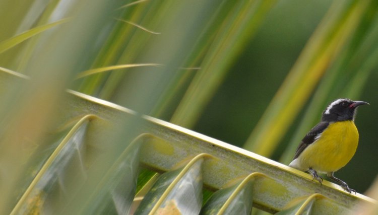 Photo (21): Bananaquit