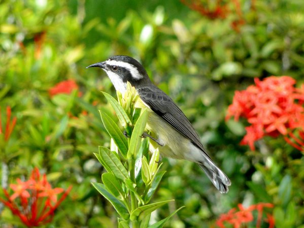 Photo (15): Bananaquit