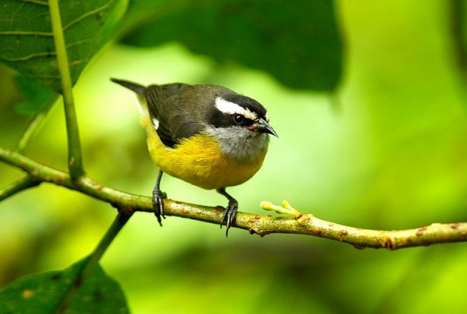 Photo (1): Bananaquit