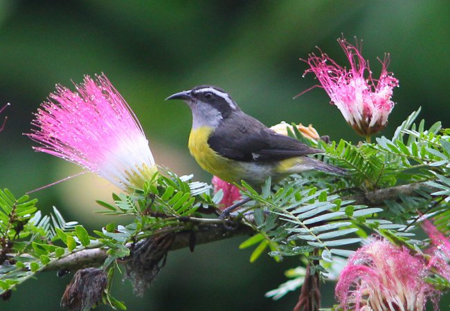 Photo (9): Bananaquit