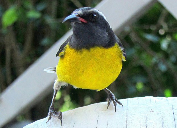 Photo (18): Bananaquit