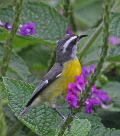 Photo (16): Bananaquit