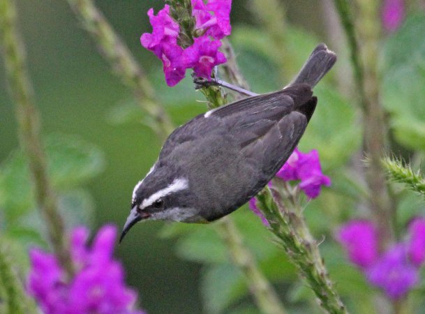 Photo (12): Bananaquit