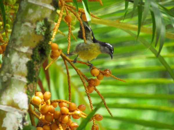 Photo (23): Bananaquit