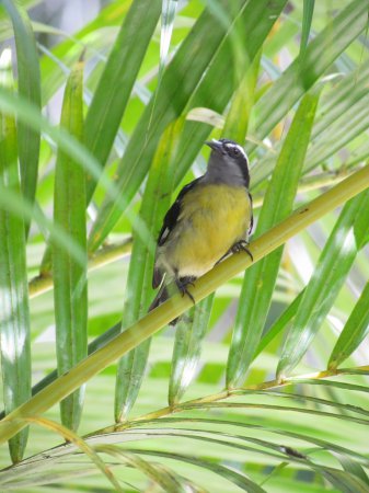 Photo (19): Bananaquit