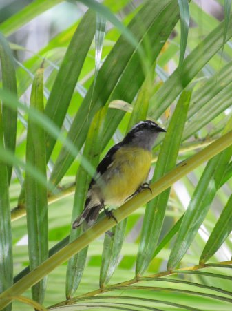 Photo (8): Bananaquit