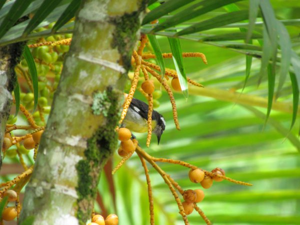 Photo (17): Bananaquit