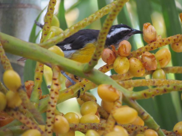 Photo (11): Bananaquit