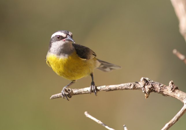 Photo (6): Bananaquit
