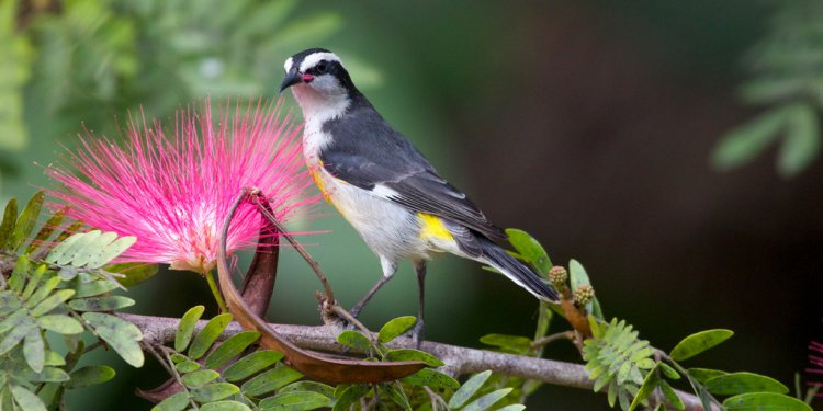 Photo (13): Bananaquit