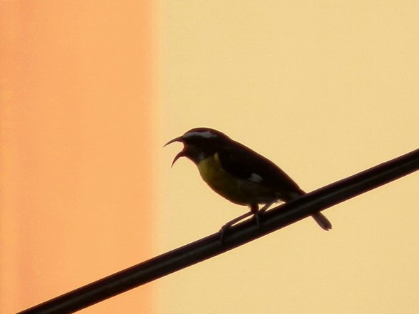 Photo (20): Bananaquit
