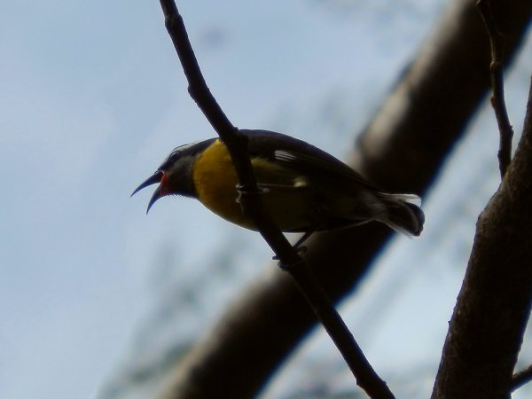 Photo (22): Bananaquit