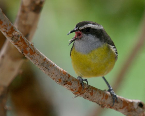 Photo (3): Bananaquit