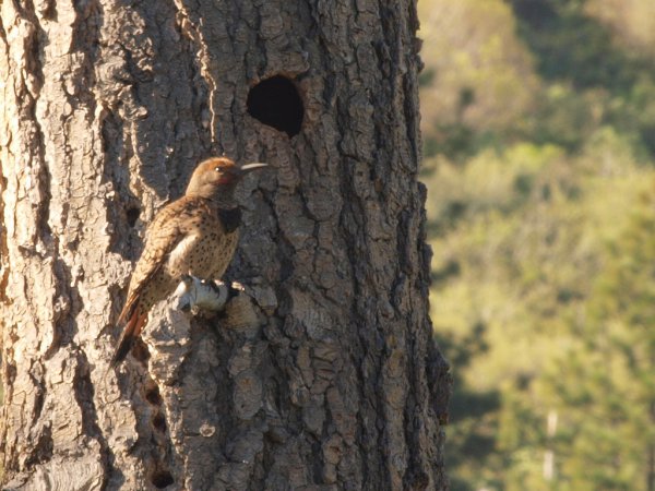 Photo (29): Northern Flicker
