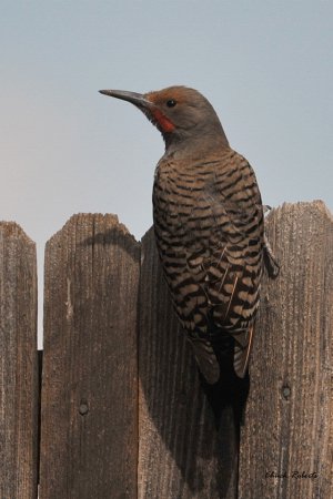 Photo (24): Northern Flicker