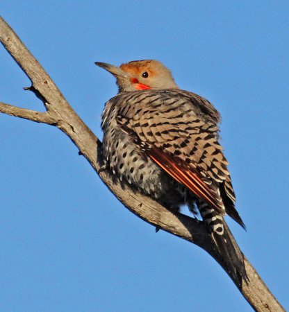 Photo (26): Northern Flicker