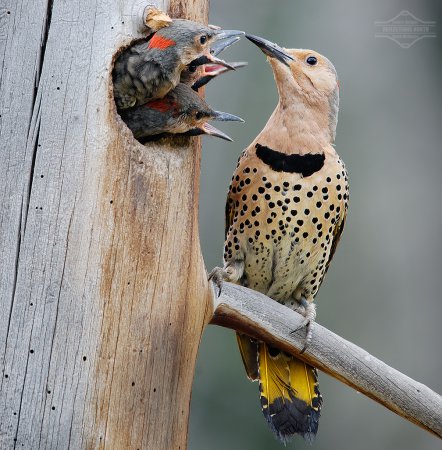 Photo (31): Northern Flicker