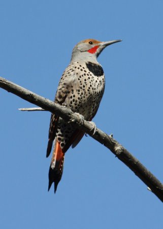 Photo (22): Northern Flicker