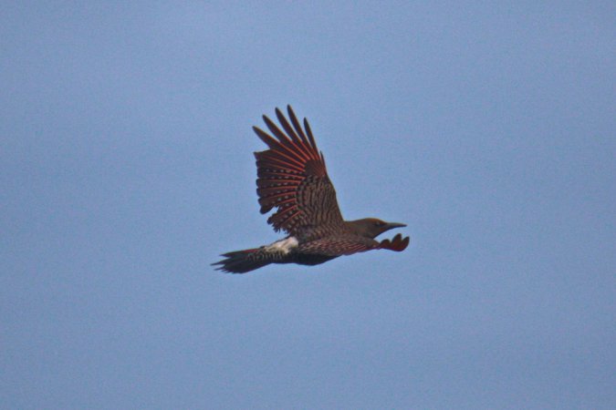 Photo (27): Northern Flicker