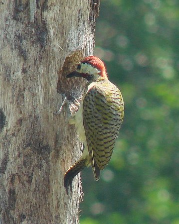 Photo (5): Spot-breasted Woodpecker