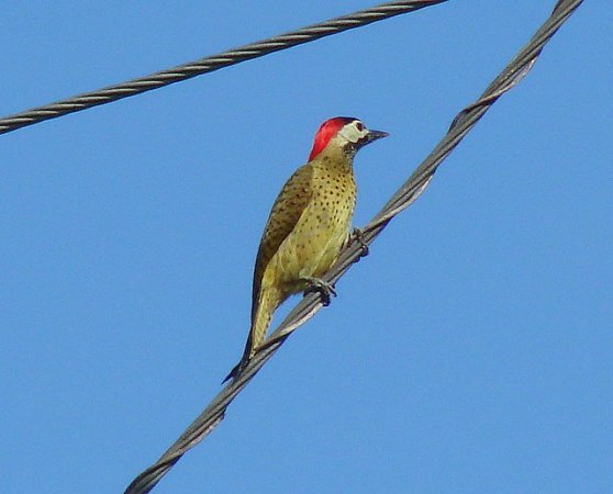 Photo (9): Spot-breasted Woodpecker