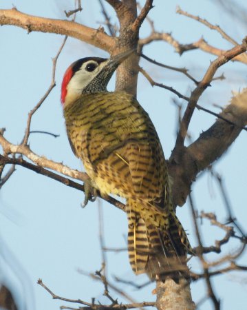 Photo (4): Spot-breasted Woodpecker