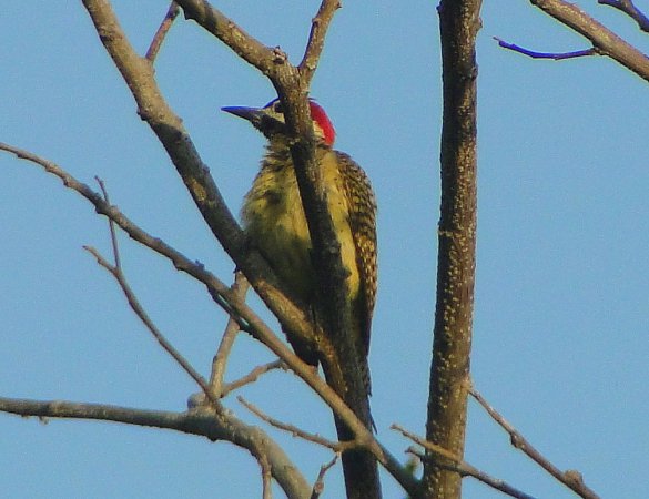 Photo (8): Spot-breasted Woodpecker