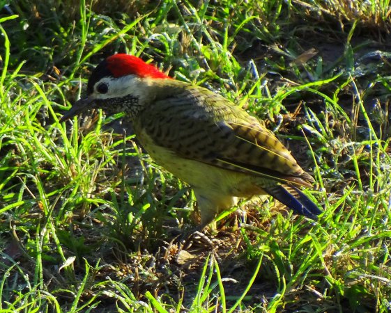 Photo (2): Spot-breasted Woodpecker