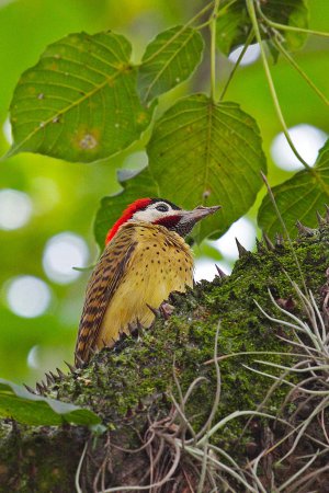 Photo (6): Spot-breasted Woodpecker