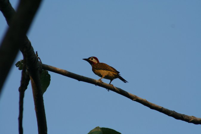 Photo (7): Spot-breasted Woodpecker