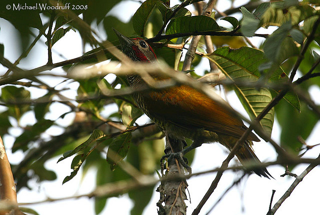 Photo (3): Golden-olive Woodpecker