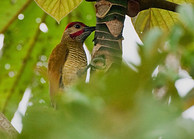 Photo (9): Golden-olive Woodpecker