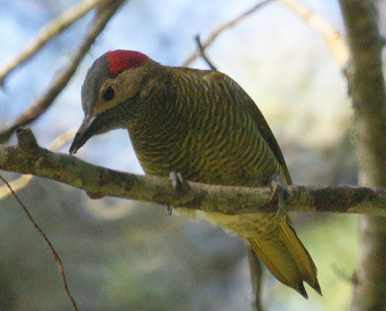 Photo (8): Golden-olive Woodpecker