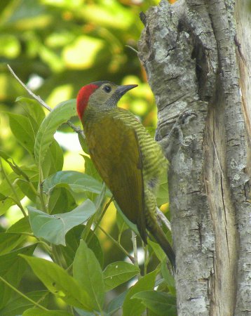 Photo (11): Golden-olive Woodpecker