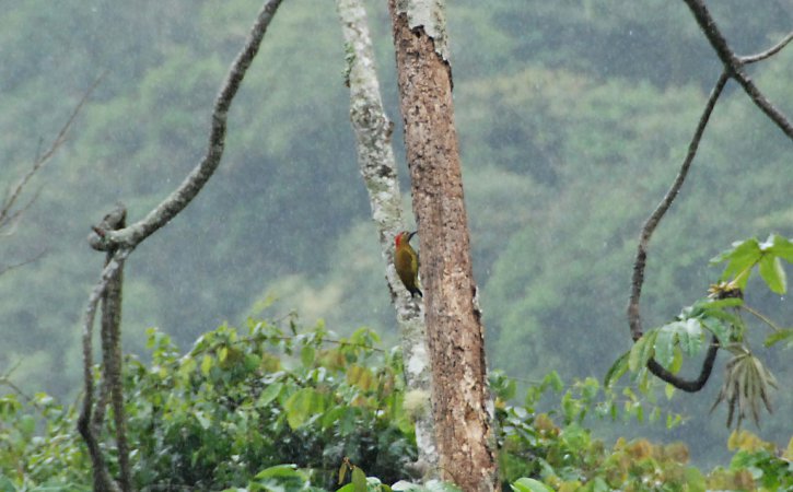 Photo (13): Golden-olive Woodpecker