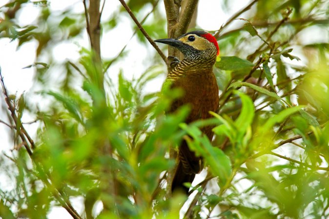 Photo (5): Golden-olive Woodpecker