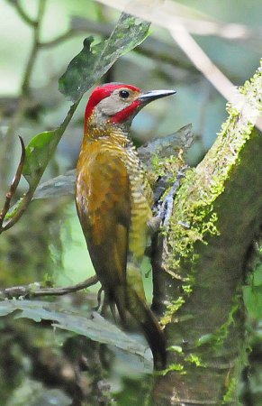 Photo (1): Golden-olive Woodpecker