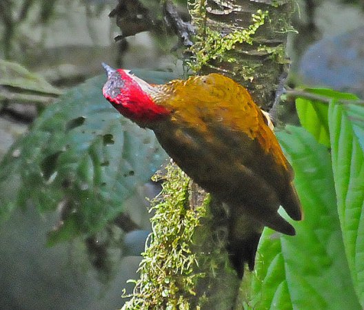 Photo (10): Golden-olive Woodpecker