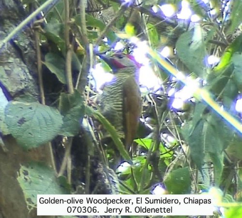 Photo (14): Golden-olive Woodpecker