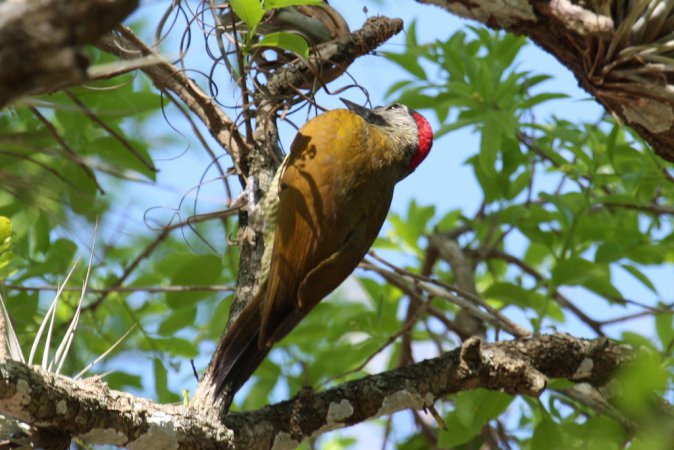 Photo (12): Golden-olive Woodpecker