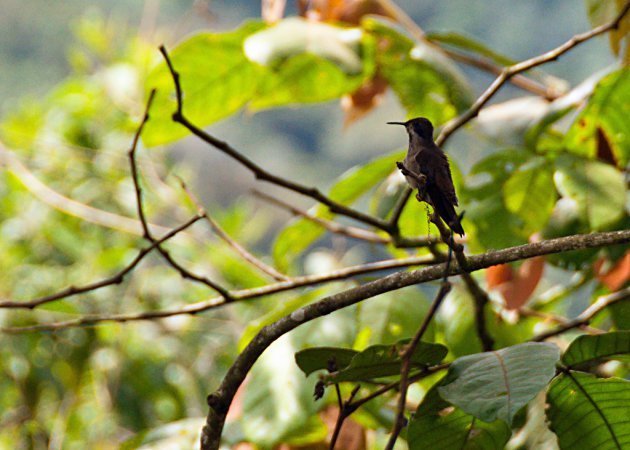 Photo (16): Brown Violetear