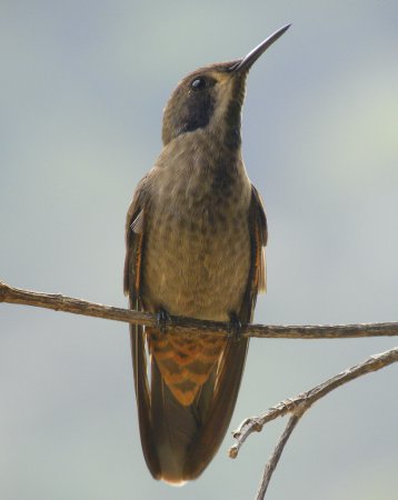Photo (8): Brown Violetear