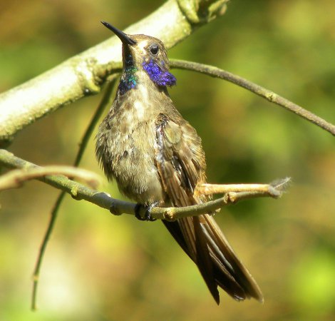 Photo (3): Brown Violetear