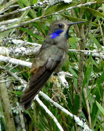 Photo (5): Brown Violetear