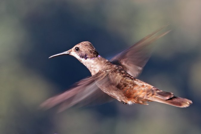 Photo (9): Brown Violetear
