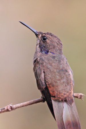Photo (7): Brown Violetear